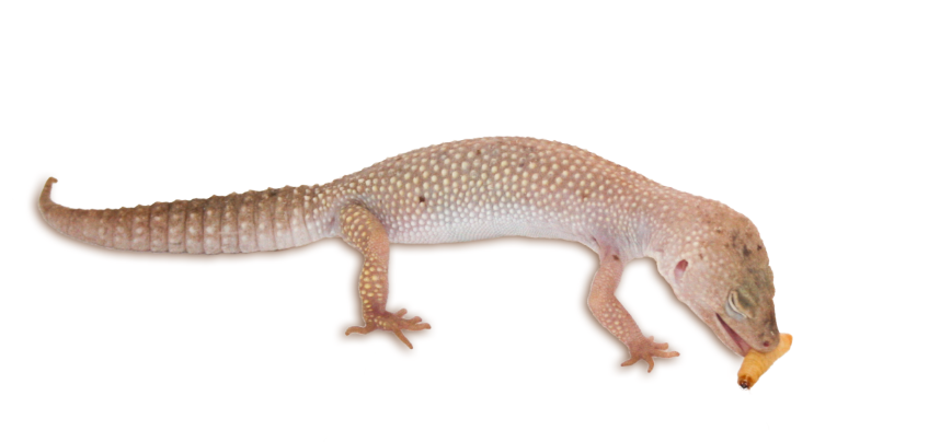 Leopardgecko